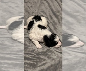 F2 Aussiedoodle-Goldendoodle Mix Puppy for sale in MACON, GA, USA