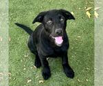 Small Labrador Retriever Mix