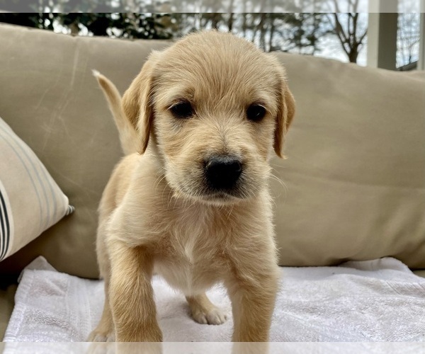 Medium Photo #2 Mastidoodle Puppy For Sale in APEX, NC, USA