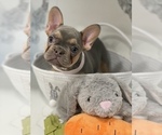 Small Photo #2 French Bulldog Puppy For Sale in FONTANA, CA, USA