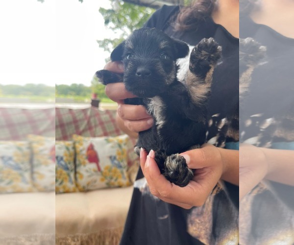 Medium Photo #3 Mutt Puppy For Sale in HOPKINSVILLE/PRINCETON, KY, NH, USA