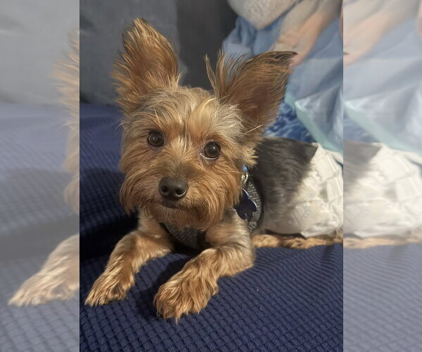 Medium Photo #1 Mutt Puppy For Sale in Mundelein, IL, USA