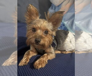 Bentley  Boy - Male Mutt Dog for Adoption