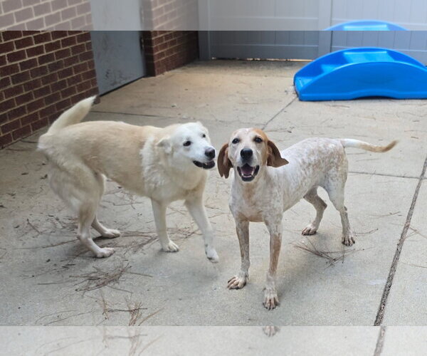 Medium Photo #3 Mutt Puppy For Sale in Raleigh, NC, USA