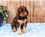 Small Photo #18 Cocker Spaniel Puppy For Sale in WAKARUSA, IN, USA