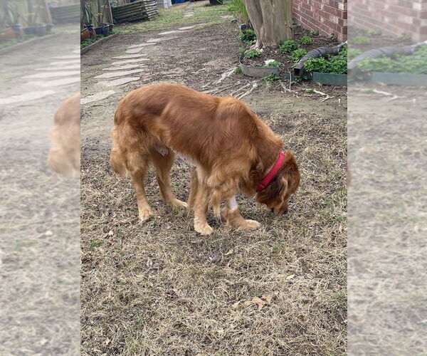 Medium Photo #4 Golden Retriever-Unknown Mix Puppy For Sale in Boston, MA, USA
