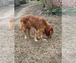 Small #3 Golden Retriever Mix