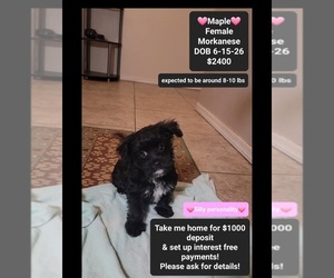 Havanese-Morkie Mix Puppy for sale in TUCSON, AZ, USA