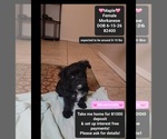 Small Havanese-Morkie Mix