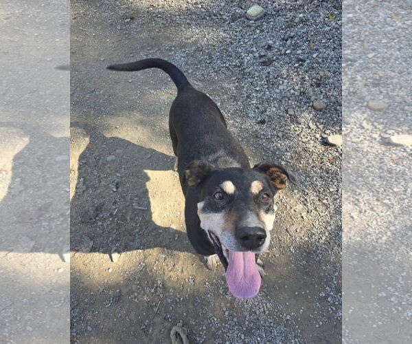 Medium Photo #2 Beagleman Puppy For Sale in Woodsfield, OH, USA