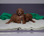 Small Photo #1 Poodle (Miniature) Puppy For Sale in PORTAGE, MI, USA