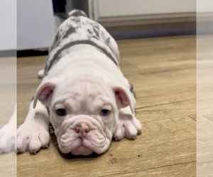 English Bulldog Puppy for sale in POMONA, CA, USA