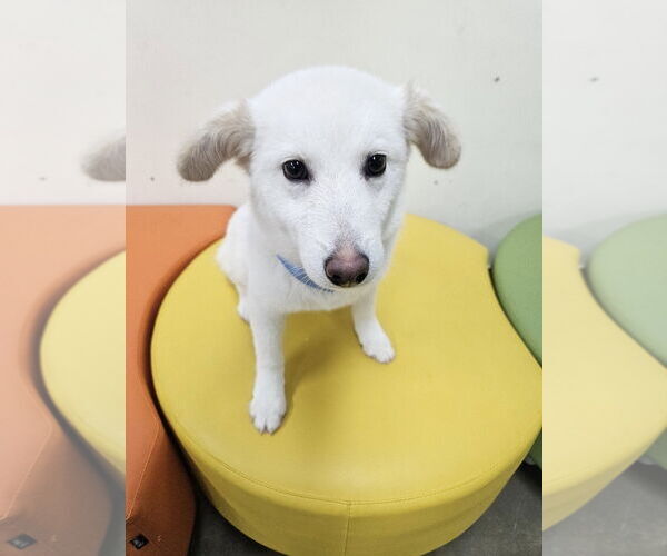 Medium Photo #2 Shiba Inu-Unknown Mix Puppy For Sale in Agoura Hills, CA, USA