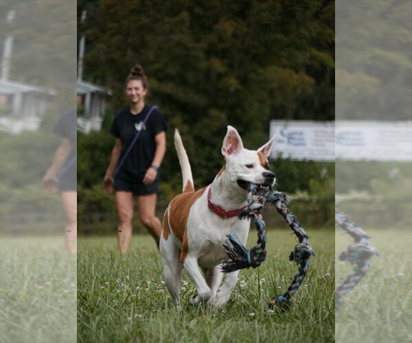Medium Photo #9 Bullboxer Pit Puppy For Sale in Benton, PA, USA