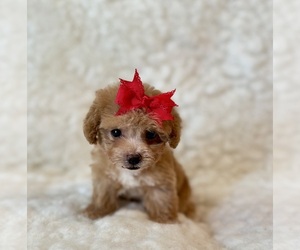 Poodle (Toy) Puppy for sale in REDLANDS, CA, USA