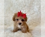 Image preview for Ad Listing. Nickname: Maggie teacup