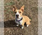 Small #1 American Pit Bull Terrier