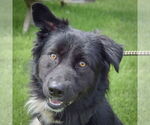 Small Border-Aussie