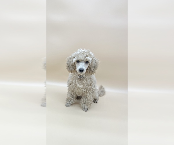 Medium Photo #11 Poodle (Toy) Puppy For Sale in LONG GROVE, IL, USA