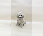 Small Photo #11 Poodle (Toy) Puppy For Sale in LONG GROVE, IL, USA