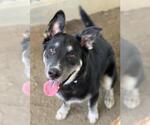 Small German Shepherd Dog-Siberian Husky Mix
