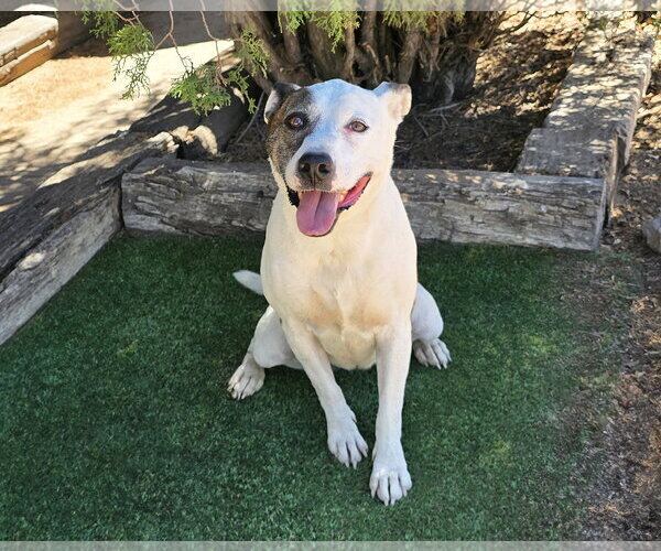 Medium Photo #2 American Staffordshire Terrier Puppy For Sale in Albuquerque, NM, USA