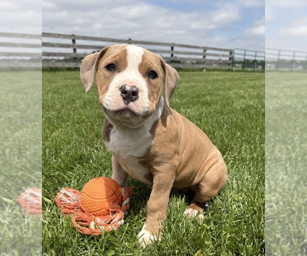 Medium Photo #1 American Bulldog Puppy For Sale in MIDDLEBURY, IN, USA