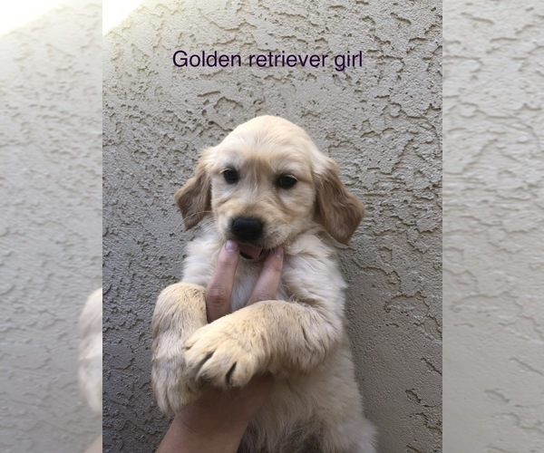 Medium Photo #2 Golden Retriever Puppy For Sale in BUCKS BAR, CA, USA