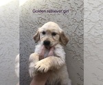 Small Photo #2 Golden Retriever Puppy For Sale in BUCKS BAR, CA, USA