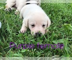Small Photo #9 Labrador Retriever Puppy For Sale in FARMINGTON, MO, USA