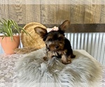 Small #7 Yorkshire Terrier