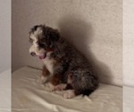 Small #1 Bernedoodle