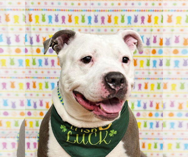 Medium Photo #7 American Pit Bull Terrier-Unknown Mix Puppy For Sale in Spring Lake, NJ, USA