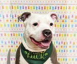 Small #6 American Pit Bull Terrier Mix