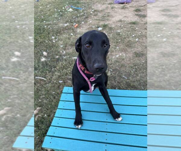 Medium Photo #3 Labrador Retriever Puppy For Sale in Evansville, IN, USA
