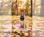 Small Photo #7 Black Mouth Cur-Siberian Husky Mix Puppy For Sale in Brooksville, FL, USA