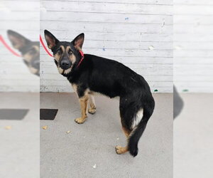 German Shepherd Dog Dogs for adoption in San Bernardino, CA, USA