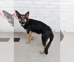 JOHNNY BRAVO - Male German Shepherd Dog Dog for Adoption - Small photo