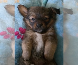 Maltipom Puppy for sale in HUDSON, MA, USA