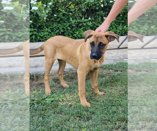 Medium Photo #4 Boxador Puppy For Sale in Dana Point, CA, USA