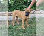 Small #3 Boxador
