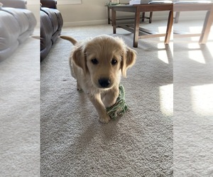 Golden Retriever Puppy for sale in BEAVER CREEK, OH, USA