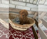 Small Photo #2 Poodle (Toy) Puppy For Sale in LANSDALE, PA, USA