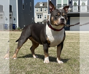 Mother of the American Bully puppies born on 05/09/2022