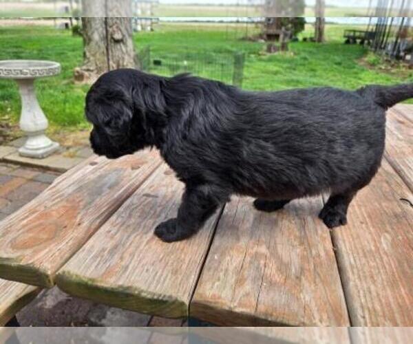 Medium Photo #4 Goldendoodle Puppy For Sale in LEON, KS, USA