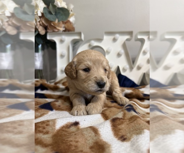 Medium Photo #10 Goldendoodle (Miniature) Puppy For Sale in NOBLESVILLE, IN, USA