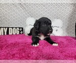 Small #8 Golden Mountain Dog