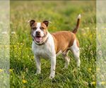 Small #1 Basset Hound Mix