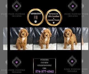 Goldendoodle (Miniature) Puppy for sale in WARSAW, IN, USA