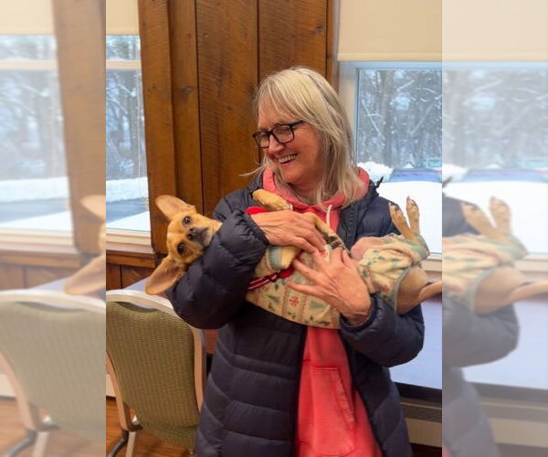 Medium Photo #2 Chihuahua-Unknown Mix Puppy For Sale in East Derry, NH, USA